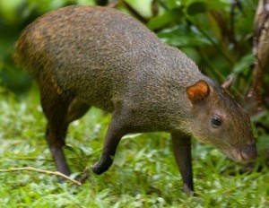 Agouti