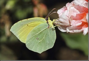 Cleopatra butterfly