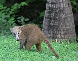 Coati