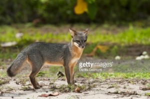 Gray fox