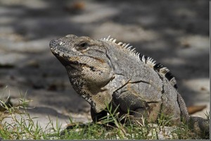 Iguana