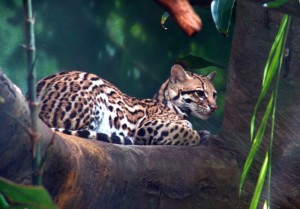 Ocelot