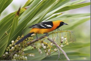 Oriole