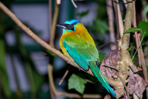 blue crowned motmot