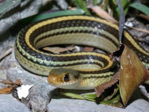 patchnose snake